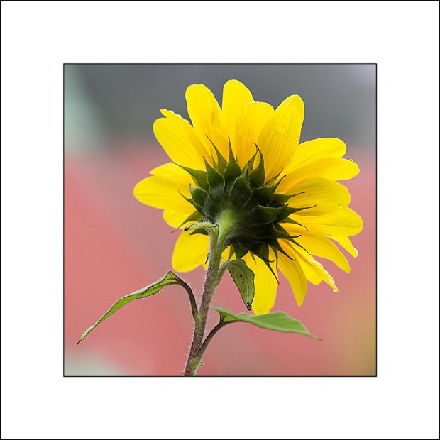 Sonnenblume