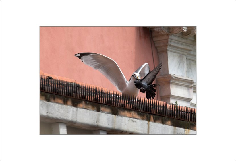 dove2