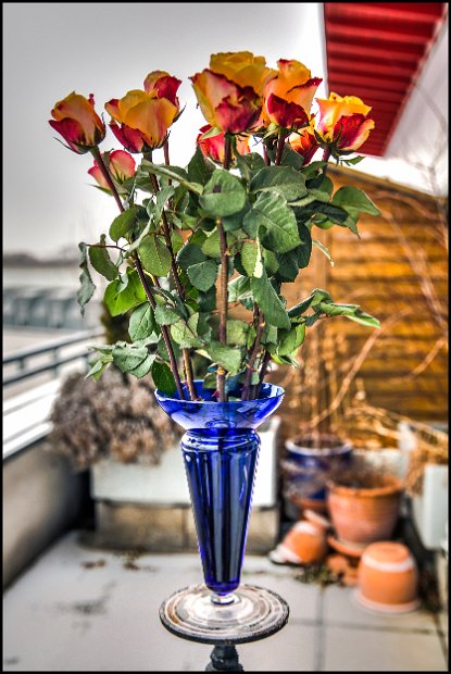 IMGL0936 Kopie_7 Kopie_8 Kopie_hdr_rosen