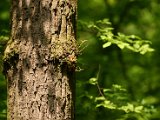 Hautzendorf2006 064.JPG